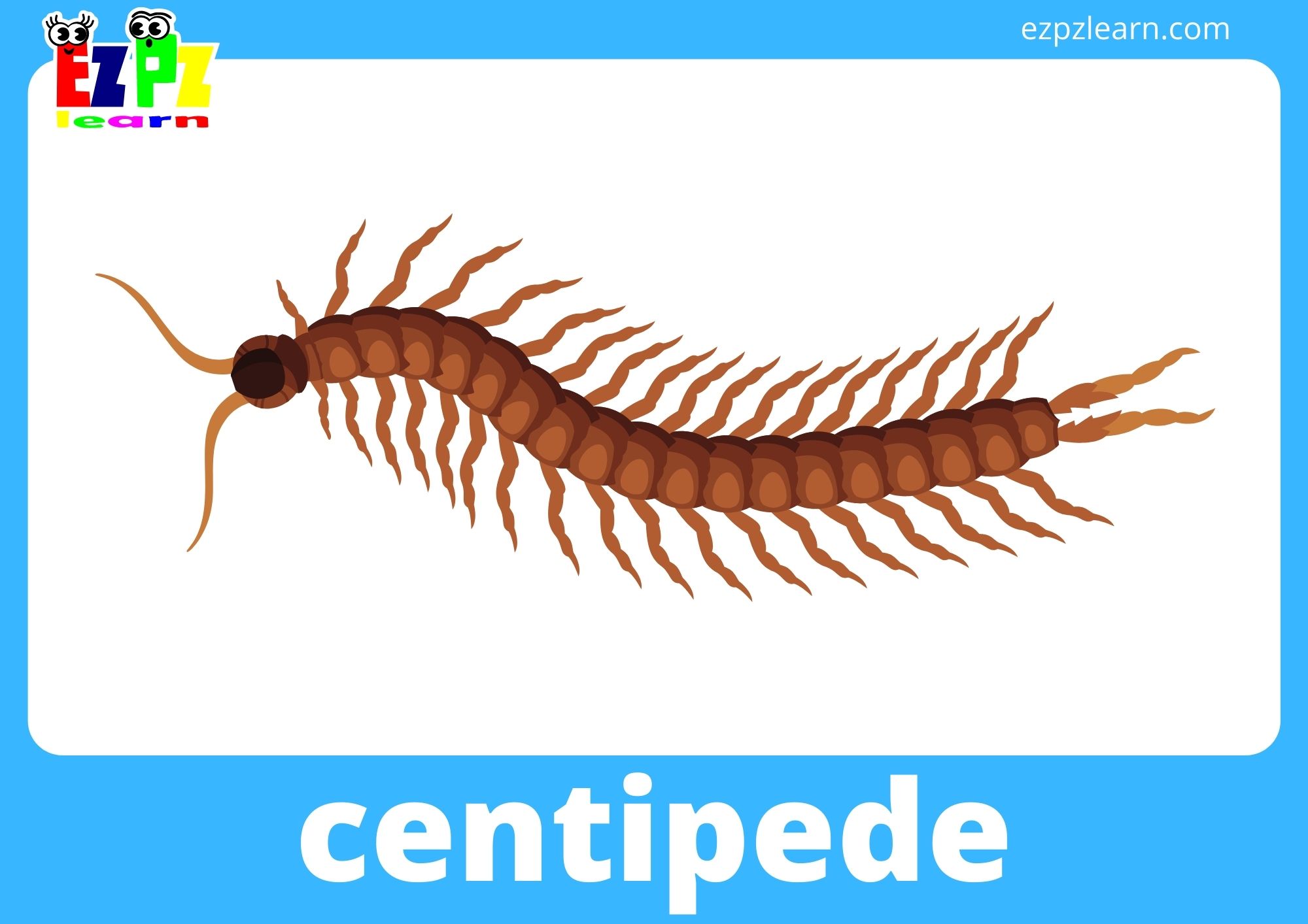 centipede